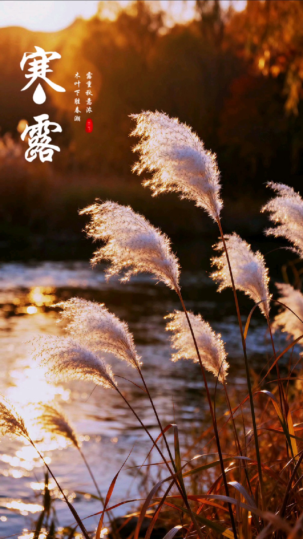 今日寒露，愿君珍重！